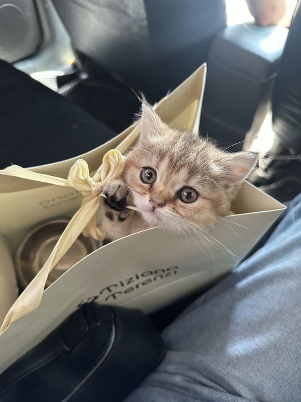 золотая шиншилла скоттиш фолд