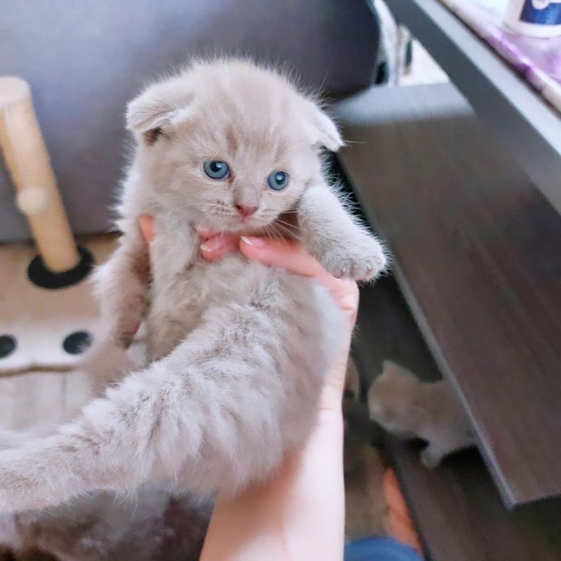 Котёнка шотландской породы фолд девочка