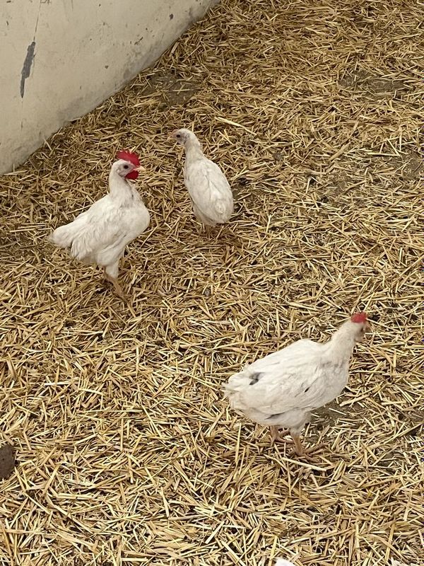 Leghorn jojalari soni 16 dona 1-2 oyli aralash hammasini oganga 18.000 Leghorn jojalari soni 16 dona 1-2 oyli aralash hammasini oganga 18.000