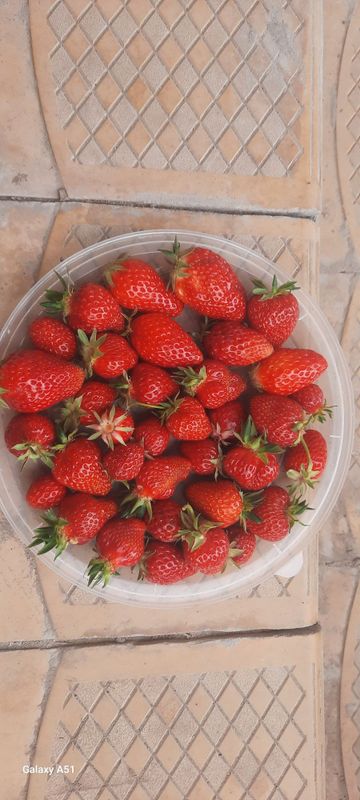 Kinsberry mevasi bor 5-10kg kun ora Kinsberry mevasi bor 5-10kg kun ora