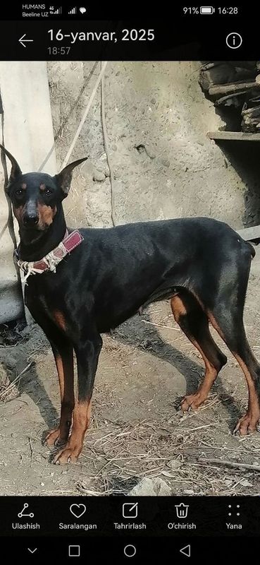 Doberman Toza zotli aqlli 1million som