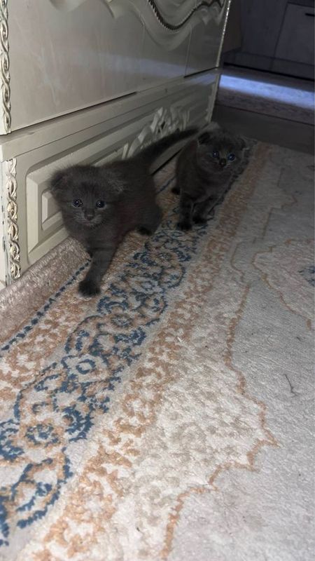 Скоттиш фолд натуральные Скоттиш фолд натуральные