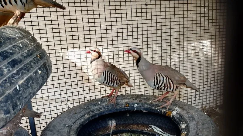 Kaklik sayroqi nar moda para Kaklik sayroqi nar moda para