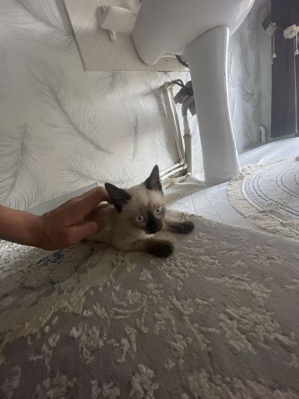Сиамская кошка 1 дона