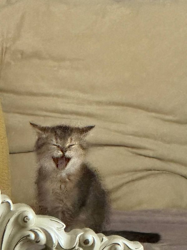 Котенок продается котенок шиншиллы Котенок продается котенок шиншиллы