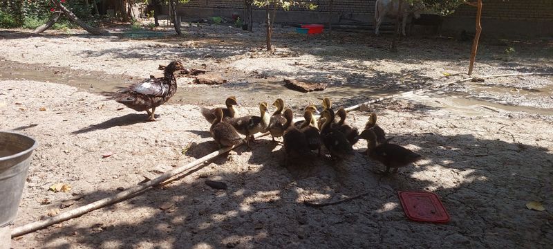Урдак сотилади. Она бола 12 та боласи билан