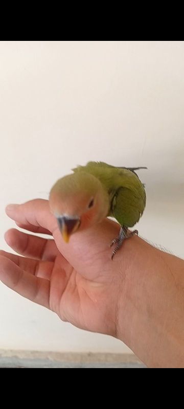 Papugay sotiladi Papugay sotiladi