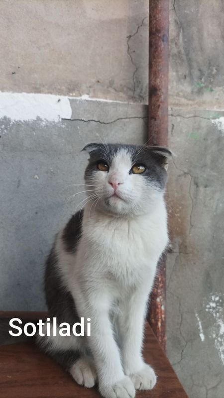 Mushuk nomi Scotti fold