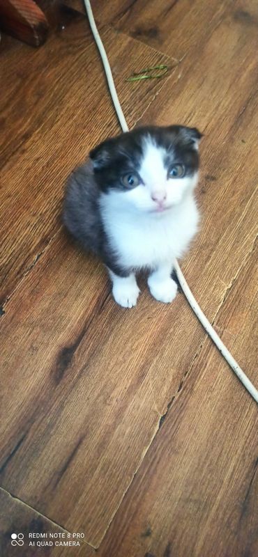 Scottish fold sotiladi Scottish fold sotiladi