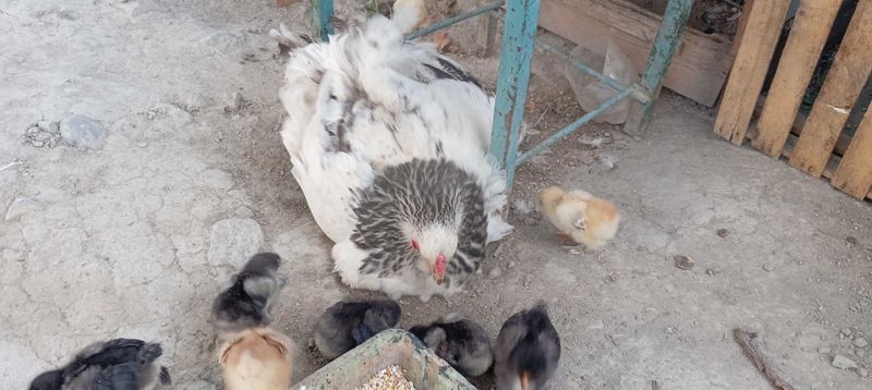 Брамма йапониски Брамма йапониски