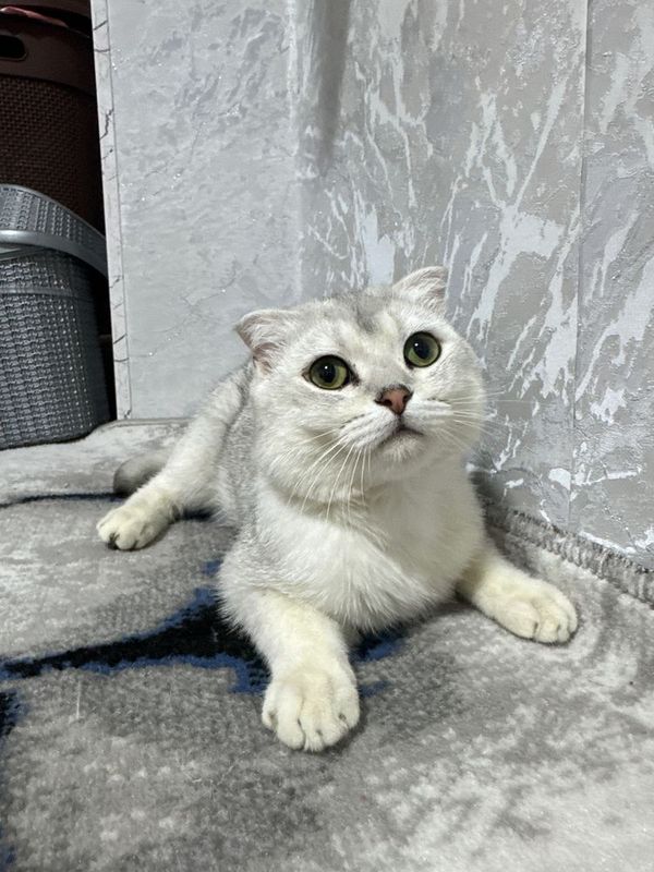 Scottish fold chinchilla Mushik srochni sotiladi Scottish fold chinchilla Mushik srochni sotiladi