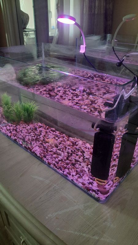 Akvarium sotiladi hamma narsasi ichida