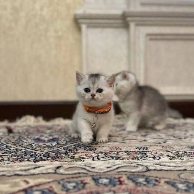 Котенок Шиншилла Котенок Шиншилла