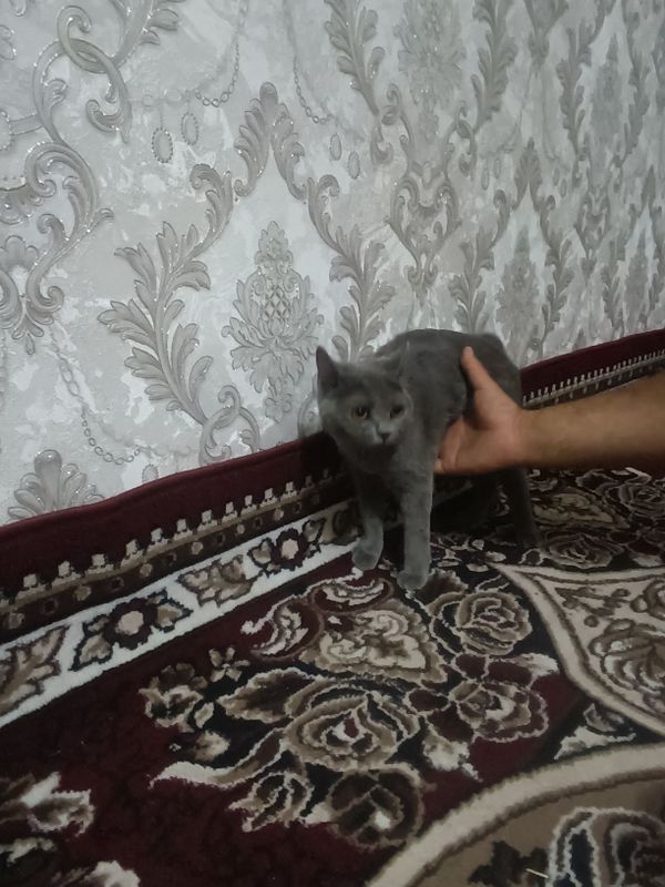 Mushukni sotaman Mushukni sotaman