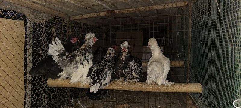 Yapon tovuq oilasi sotiladi