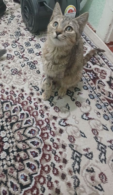 Mushuk hadya подарок коту Mushuk hadya подарок коту