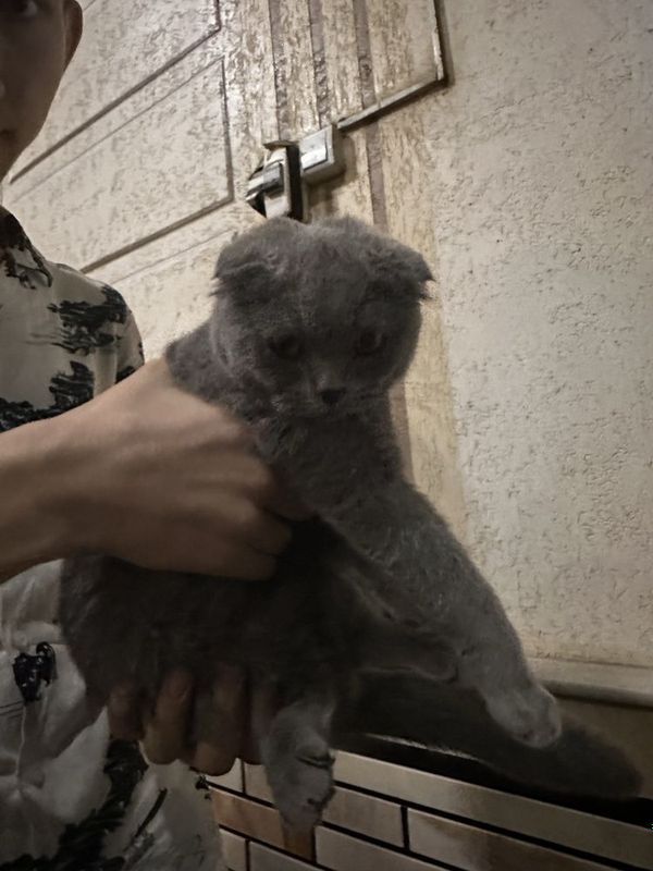 Кошка скоттиш фолд Кошка скоттиш фолд