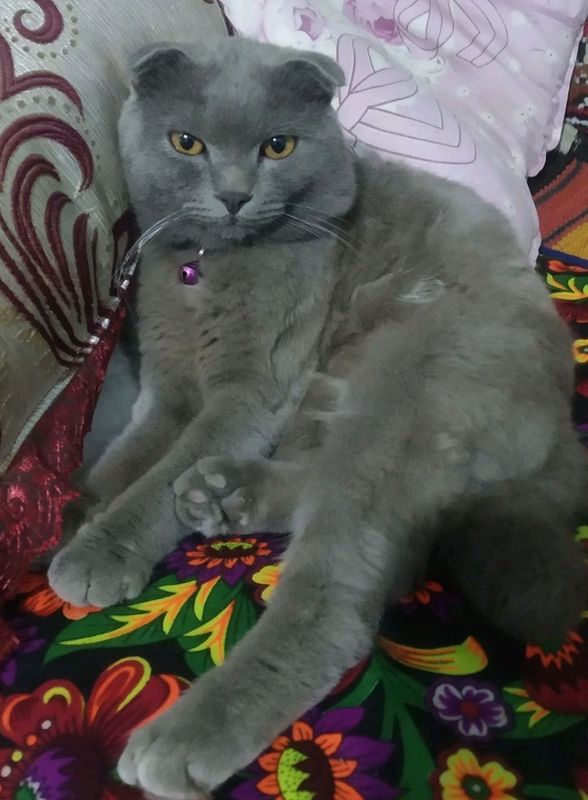 Mushuk sotiladi Scottish Fold
