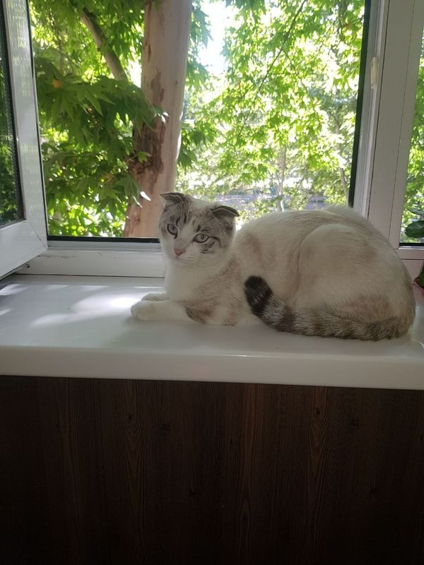 Mushuk scottish fold Mushuk scottish fold
