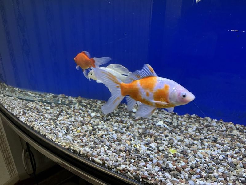 Akvarium sotiladi 400 litr
