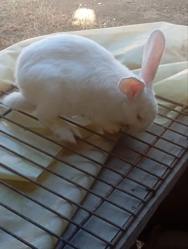 Quyonla sotiladi Quyonla sotiladi