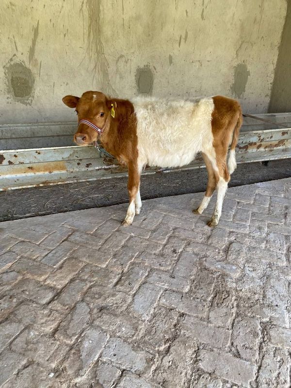 Buqacha sotiladi arzon Buqacha sotiladi arzon