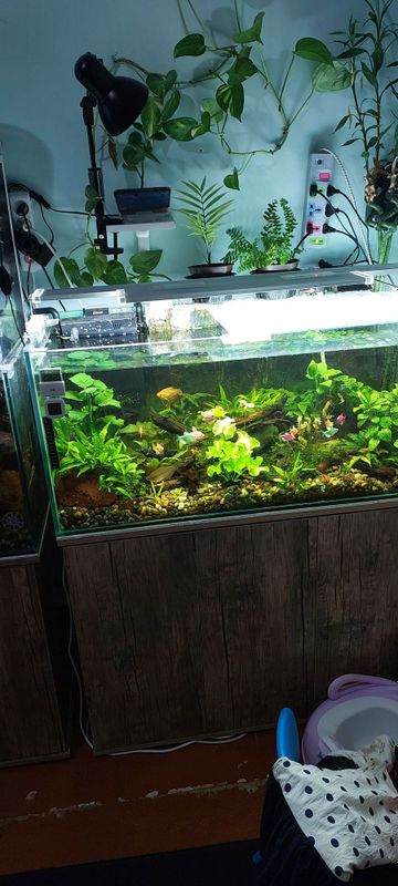 Akvarium sotiladi 200 litr optivayt. Akvarium sotiladi 200 litr optivayt.