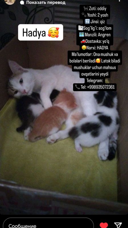 muwuk bor bollari xadiyaga beraman angeren muwuk bor bollari xadiyaga beraman angeren