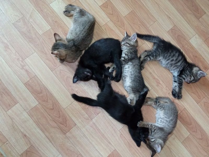 Котята малыши для добросердечный. Котята малыши для добросердечный.