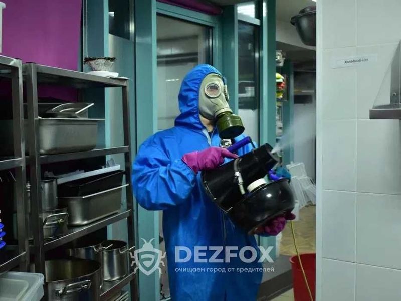 СЭС Дезинфекция Дезинсекция Дератизация От Тараканов Мышей Помещений СЭС Дезинфекция Дезинсекция Дератизация От Тараканов Мышей Помещений