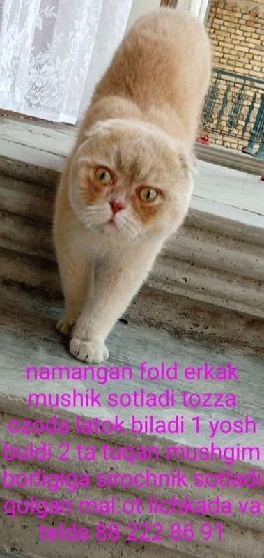 Mushik sirochnik sotladi Mushik sirochnik sotladi