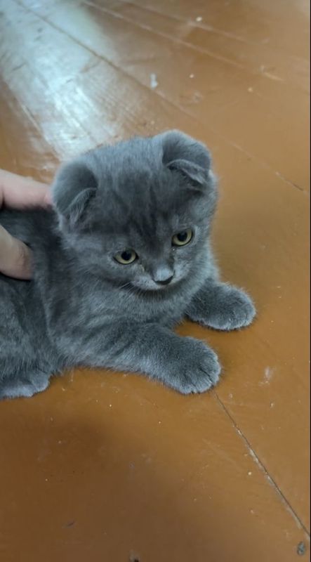 Шотландский фолд чистокровный Шотландский фолд чистокровный