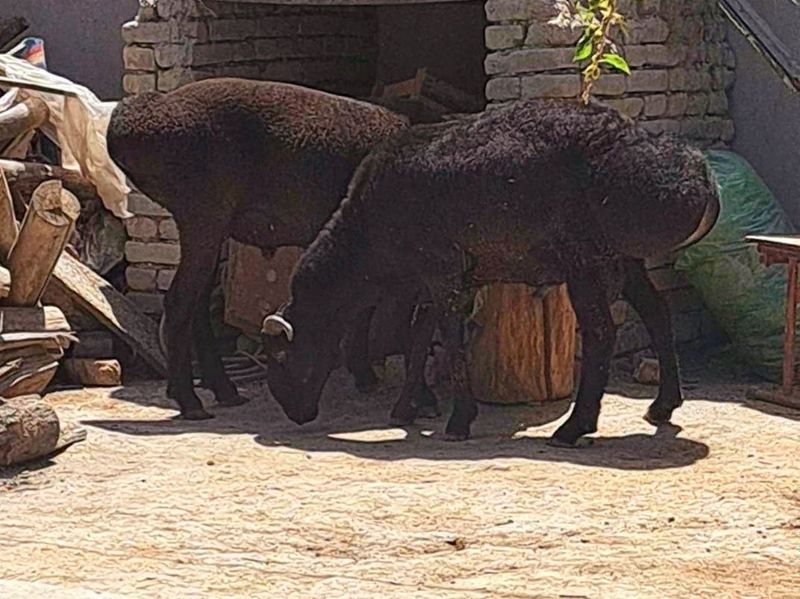 Qurbonlik uchun boqilgan qoʻchqorlar Qurbonlik uchun boqilgan qoʻchqorlar