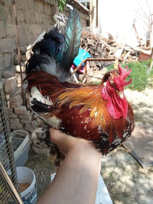 Yapon xoʻroz sotliladi Yapon xoʻroz sotliladi