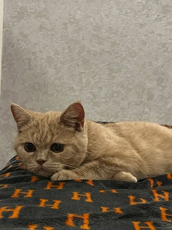 кошка скотш страйт кошка скотш страйт