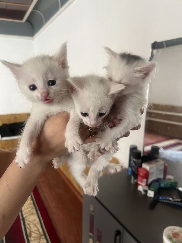 Котята домашние месяц