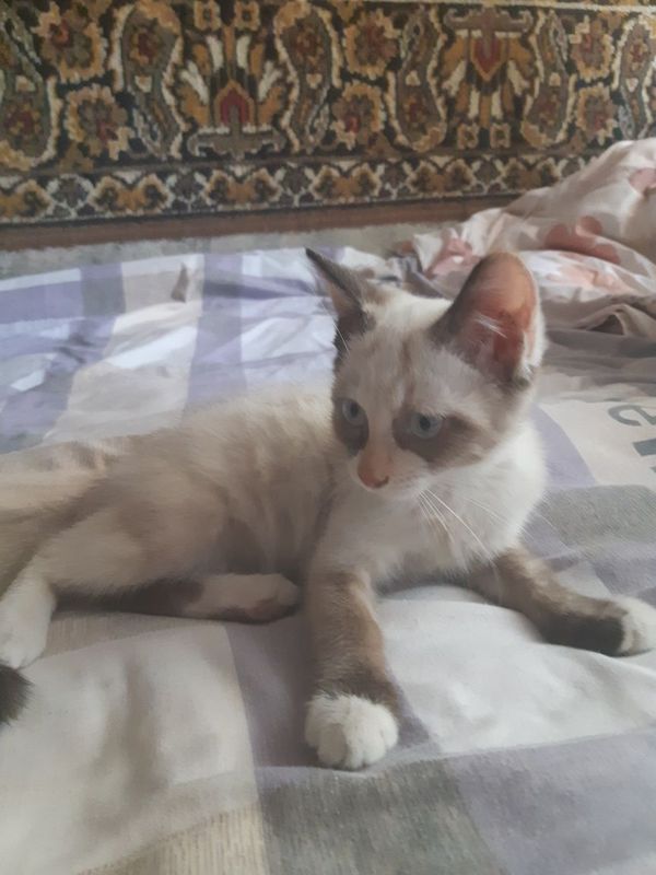 Котята брат и сестра Котята брат и сестра
