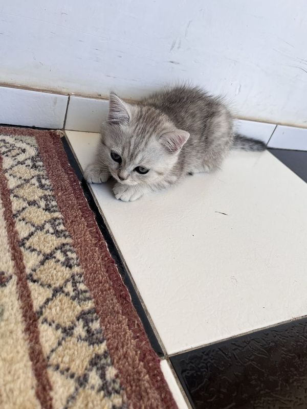 Котятки 2х месячные Котятки 2х месячные