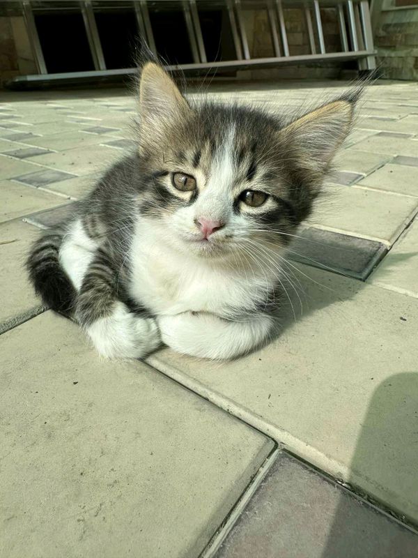 котята в добрые руки котята в добрые руки
