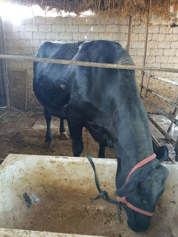 Sigir sotiladi 4 qorin tuĝadi 6 oydan owdi sentabrga tuĝadi Sigir sotiladi 4 qorin tuĝadi 6 oydan owdi sentabrga tuĝadi