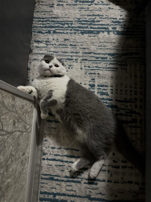 Вязка! Красавец кот Скотиш фолд Вязка! Красавец кот Скотиш фолд
