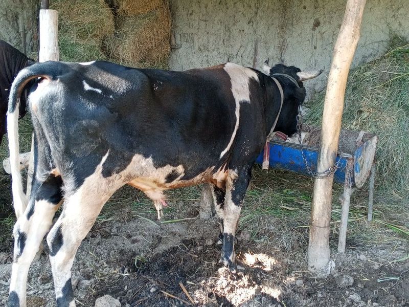 Buqa sotiladi 20 mln