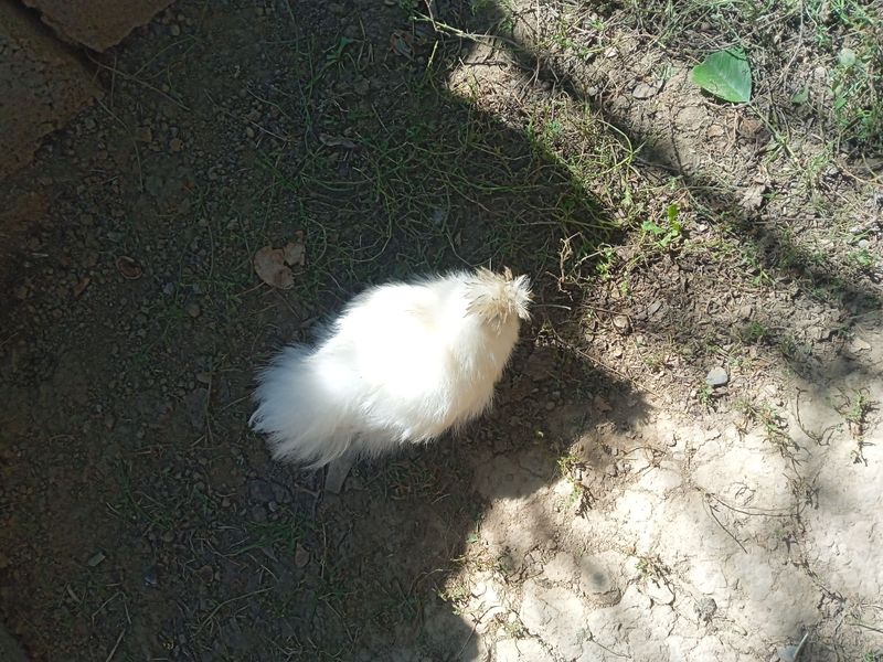 Xitoy tovuqgi sholk 7 oy parasi bilan