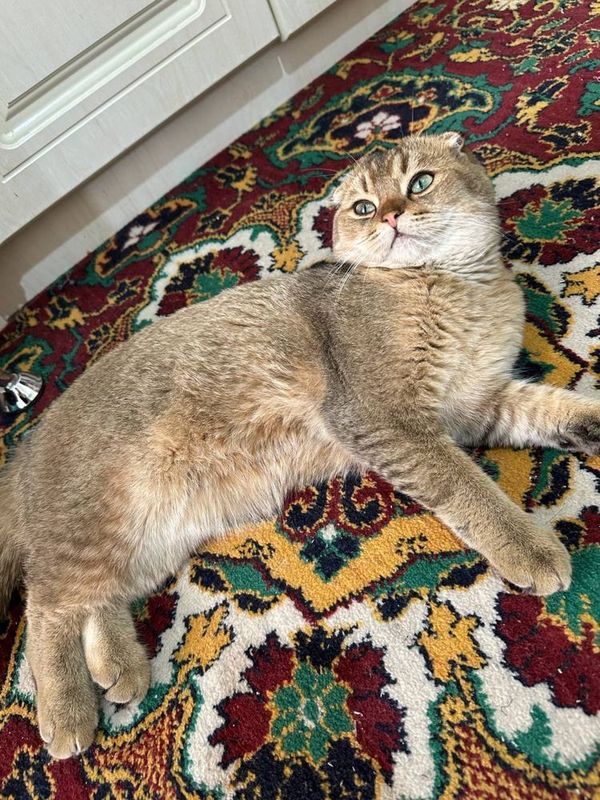 Scottish fold zolotistiy Scottish fold zolotistiy