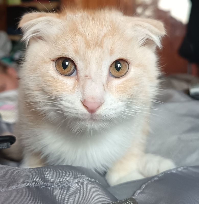 Скоттиш фолд золотистый