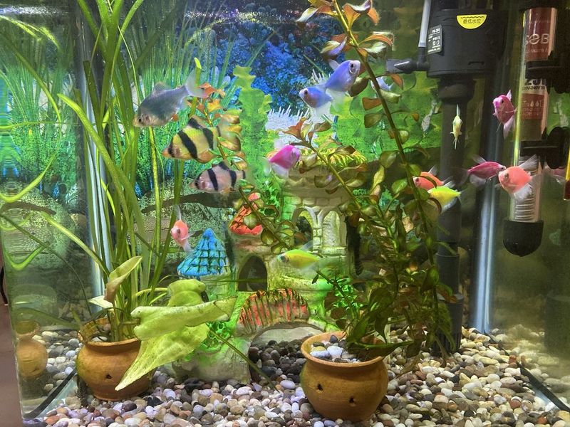 Akvarium komplekt baliqlari bilan sotiladi Akvarium komplekt baliqlari bilan sotiladi