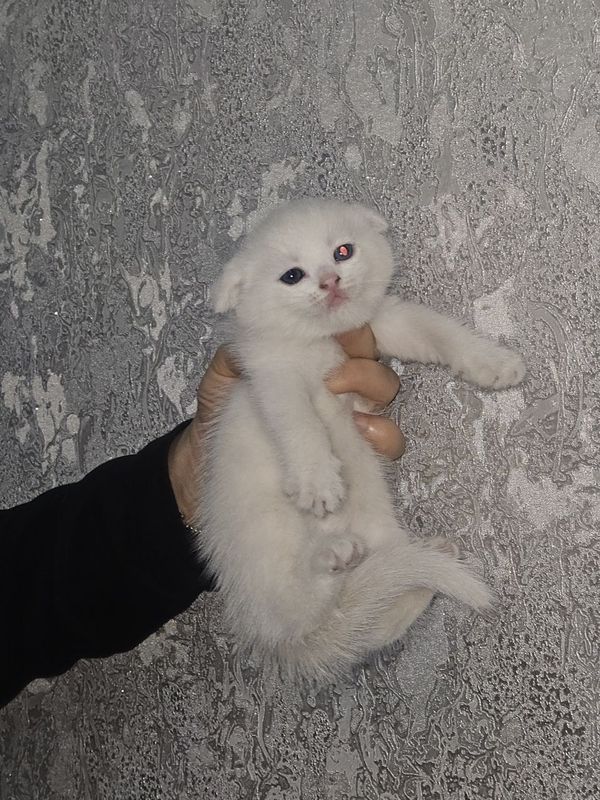 Домашний котёнок Цвет белый порода скоттиш страйт Домашний котёнок Цвет белый порода скоттиш страйт