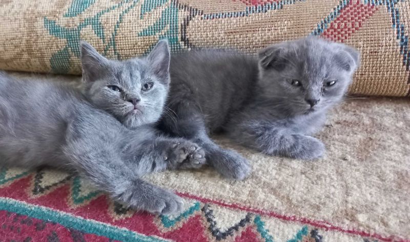 Котята продаются быстро и дёшево Котята продаются быстро и дёшево