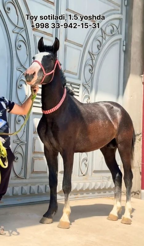 Toymiza qirgizdan nokadan kelgan 1 yoshu 4 oylik boyi 161 Toymiza qirgizdan nokadan kelgan 1 yoshu 4 oylik boyi 161