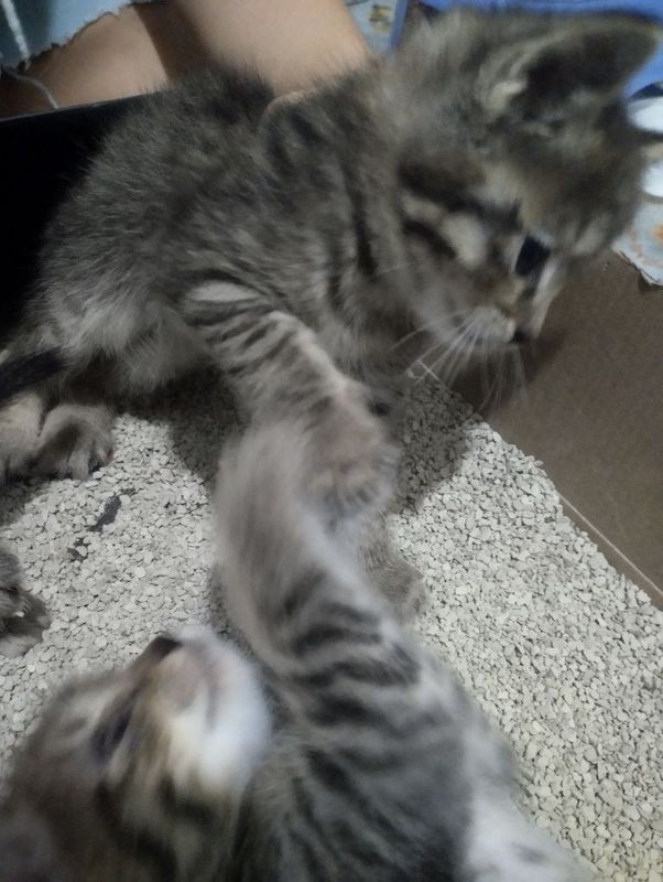 Домашние котята Уй мушукчалари Домашние котята Уй мушукчалари